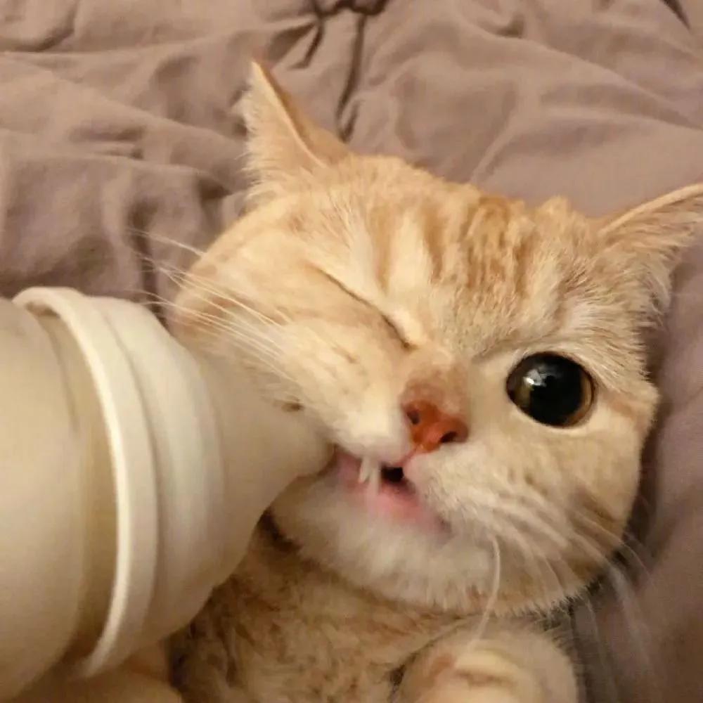 幼猫粮推荐排行榜,幼猫粮推荐性价比高