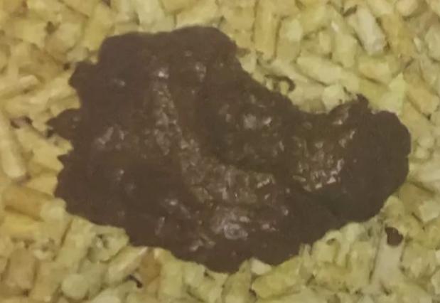 小狗吃自己的便便怎么办，有些情有可原，有些可千万小心，请收藏