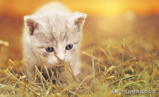 小猫喜欢咬人教育视频,小猫喜欢咬人再养一只