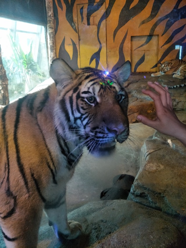 抚顺皇家海洋乐园冲浪馆图片,抚顺皇家极地海洋乐园视频