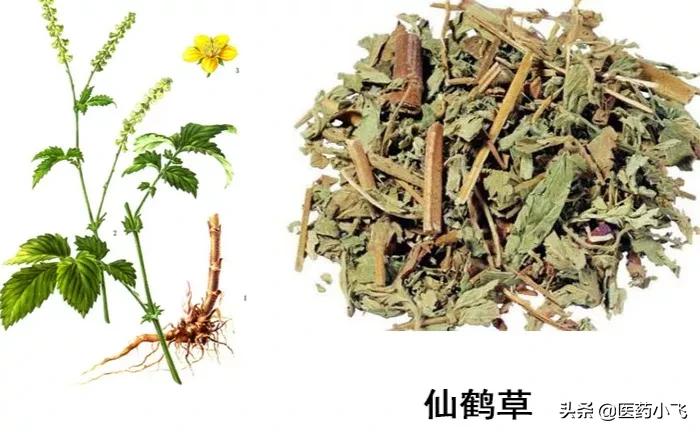 仙鹤草抗癌配方,仙鹤草十大功效