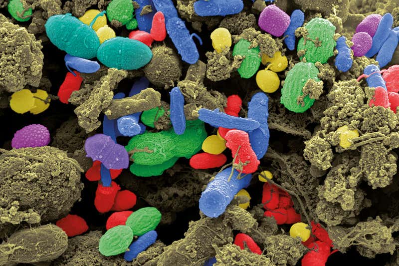 肠道菌群与婴儿免疫,肠道菌群与免疫力