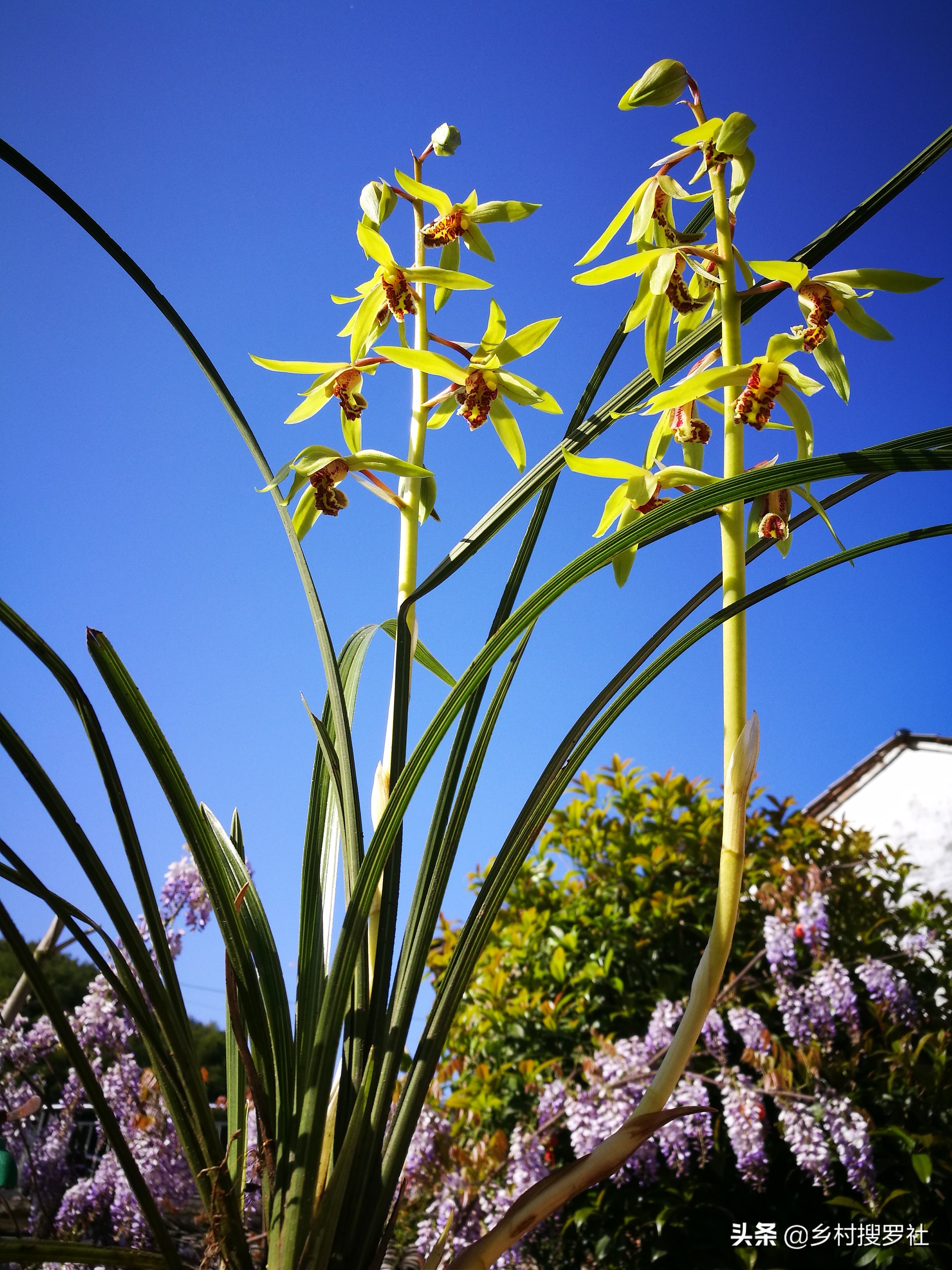 网购兰花预防消苞,网购兰花应关注什么
