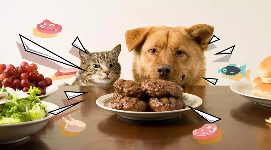 狗为什么爱吃猫粮,为什么狗爱吃白菜