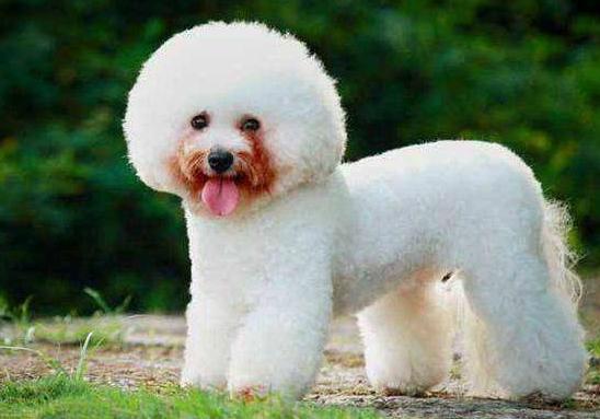 怎么避免比熊的泪痕,怎么解决比熊的泪痕