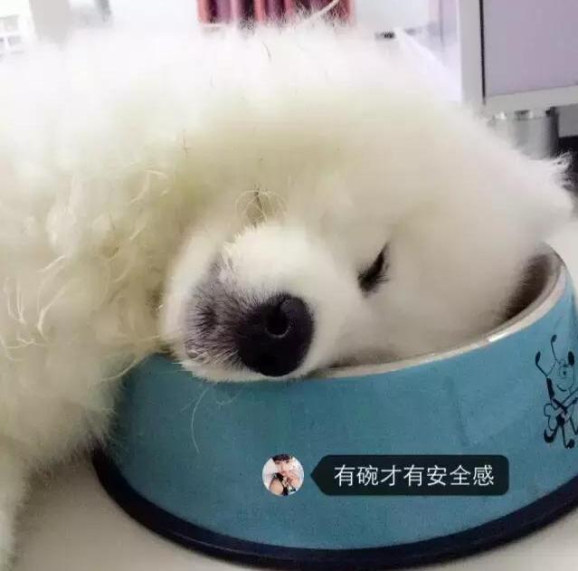 萨摩耶20斤每天怎么喂食喂多少,萨摩耶主人24小时不在家怎么喂食