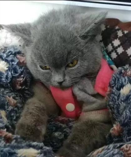 猫瘟完整治疗过程,猫瘟的治疗过程