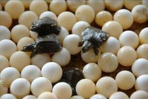 如何提高甲鱼饲料的吸收率,怎样提升甲鱼成活率