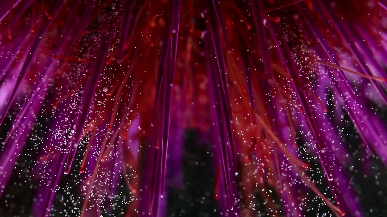 显微镜下的海洋生物,显微镜下的海洋