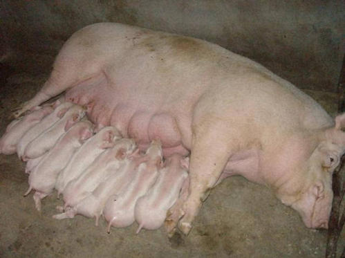 母猪最好中药配方,母猪最佳中药配方