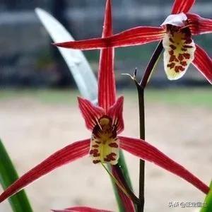 为什么兰花被称为国兰,为什么兰花又叫国兰