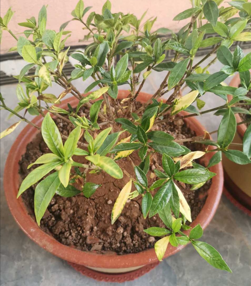 花市里的花叶子油亮,刚买回来的栀子花花苞变黑