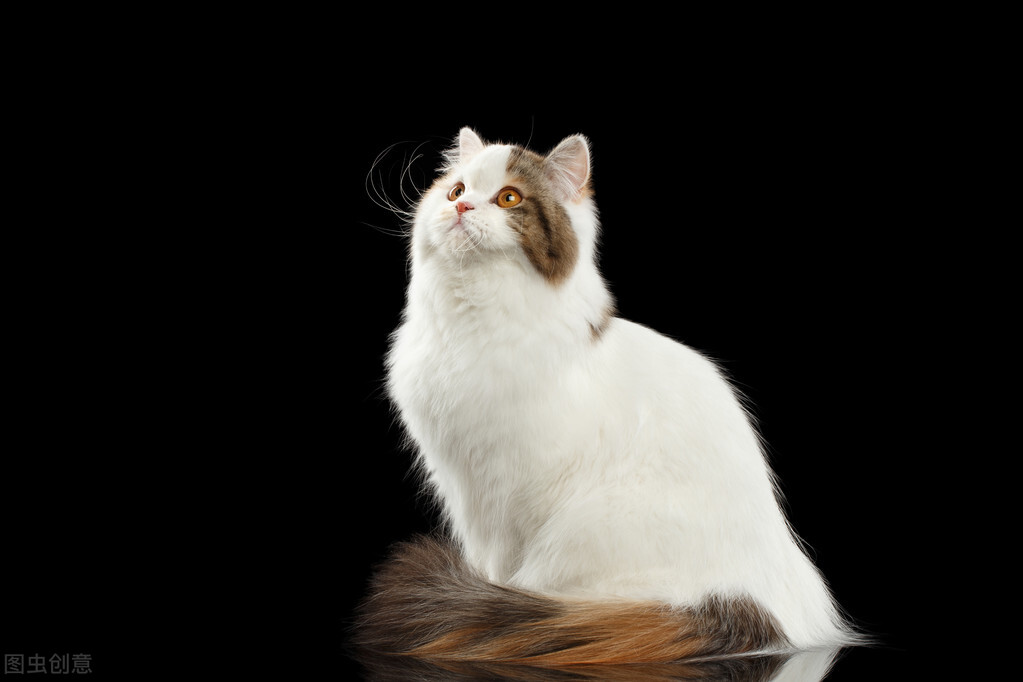 猫咪呕吐咨询,猫咪呕吐拉稀做什么检查