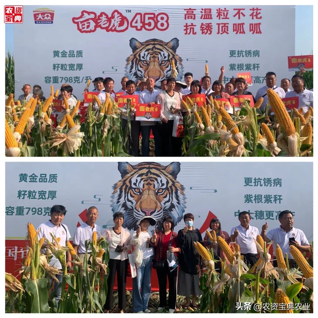 向“芯”而行，京农科458闪耀黄淮海，“亩老虎”称号实至名归
